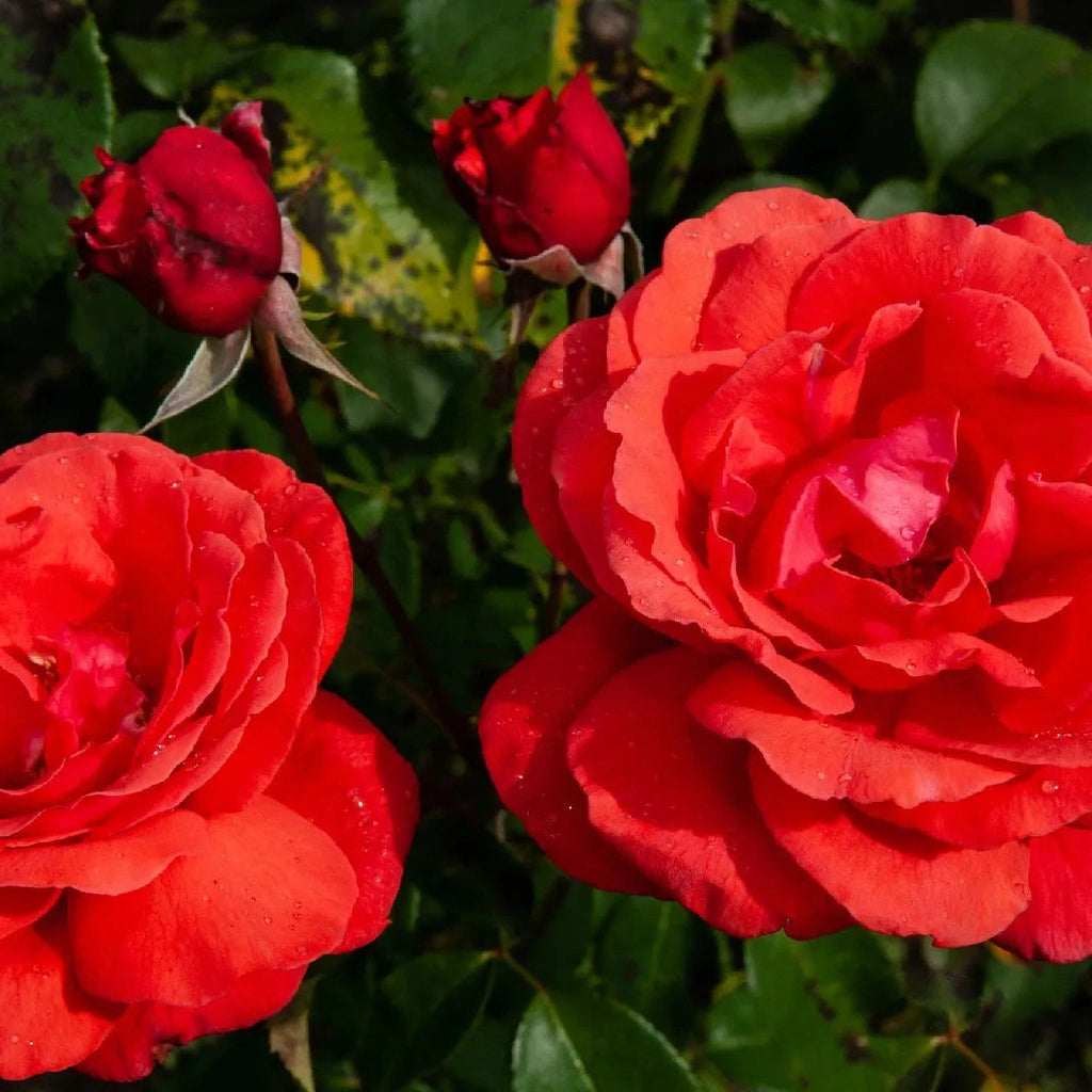 Trandafir Urcator "Don Juan", la Ghiveci 3L, Anul 2, 1 Bucata