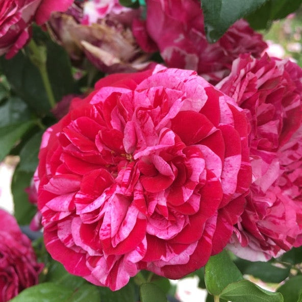 Trandafir Urcator "Easy Faschion", la Ghiveci 3L, Anul 2, 1 Bucata