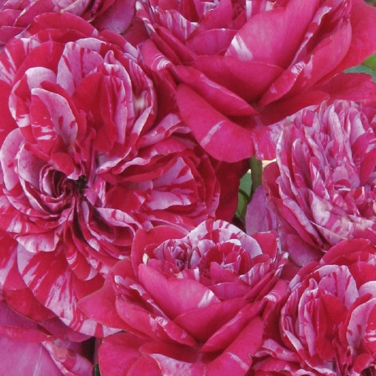 Trandafir Urcator "Easy Faschion", la Ghiveci 3L, Anul 2, 1 Bucata