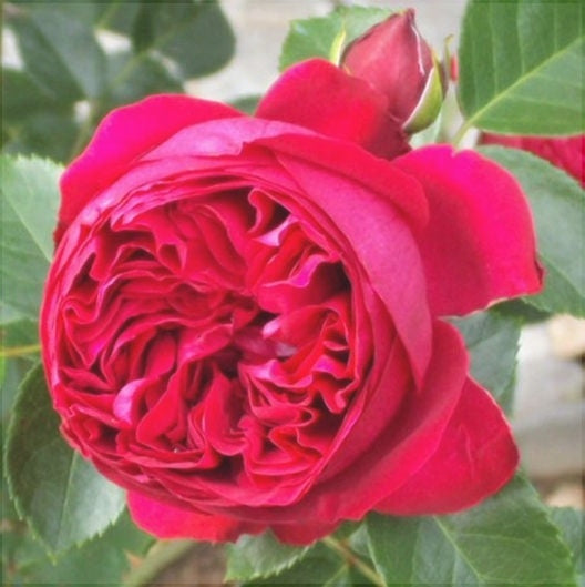 Trandafir Urcator "Eric Tabarly", la Ghiveci 3L, Anul 2, 1 Bucata