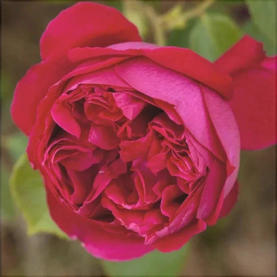 Trandafir Urcator "Eric Tabarly", la Ghiveci 3L, Anul 2, 1 Bucata