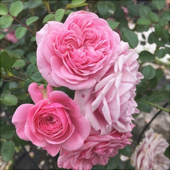 Trandafir Urcator "Eva", la Ghiveci 3L, Anul 2, 1 Bucata