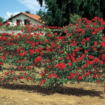 Trandafir Urcator "Exploit", la Ghiveci 3L, Anul 2, 1 Bucata