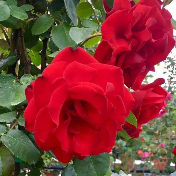 Trandafir Urcator "Exploit", la Ghiveci 3L, Anul 2, 1 Bucata