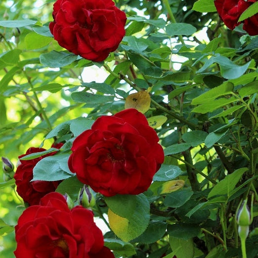 Trandafir Urcator "Exploit", la Ghiveci 3L, Anul 2, 1 Bucata