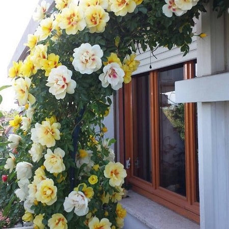 Trandafir Urcator "Eyeconic", la Ghiveci 3L, Anul 2, 1 Bucata