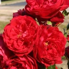 Trandafir Urcător "Florentina" la Ghiveci