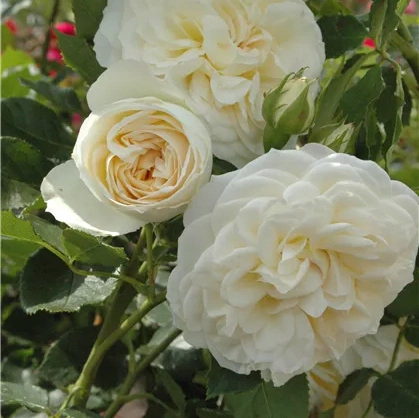 Trandafir Urcator "Friedenslich", la Ghiveci 3L, Anul 2, 1 Bucata