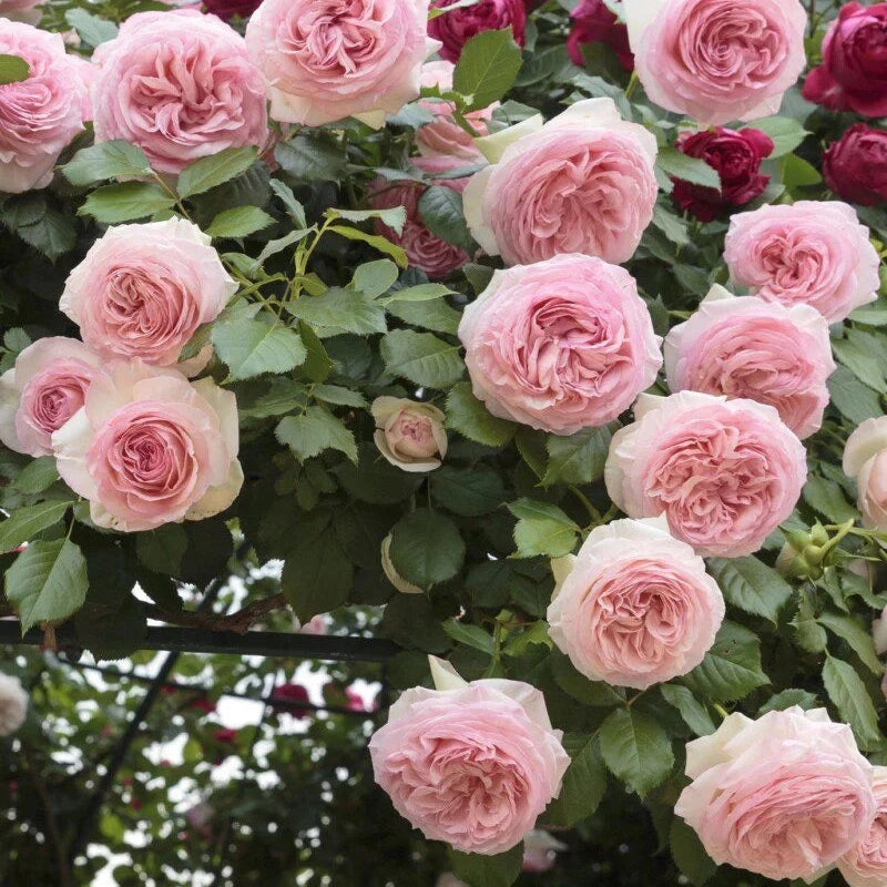 Trandafir Urcator "Giardina", la Ghiveci 3L, Anul 2, 1 Bucata