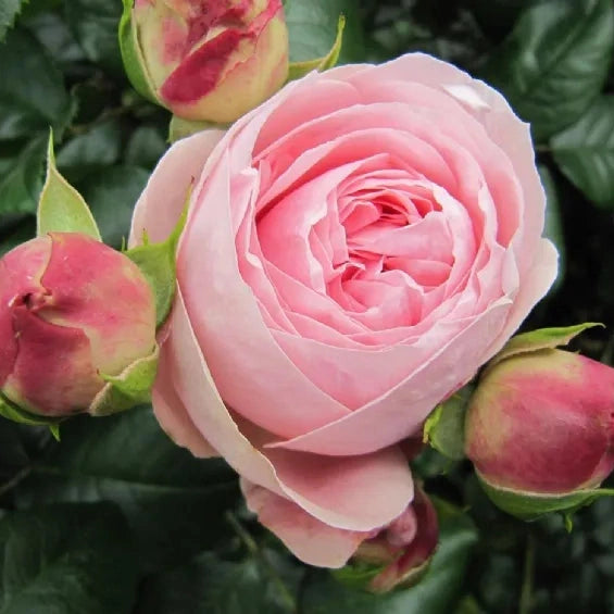 Trandafir Urcator "Giardina", la Ghiveci 3L, Anul 2, 1 Bucata