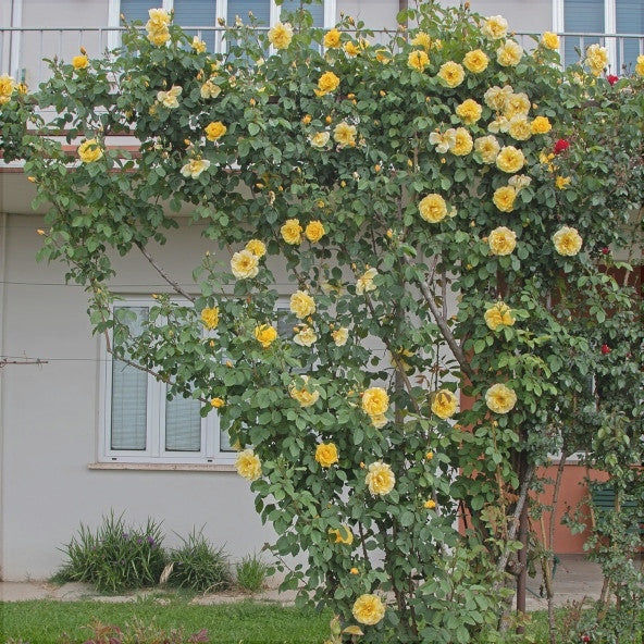 Trandafir Urcator "Golden Gate", la Ghiveci 3L, Anul 2, 1 Bucata