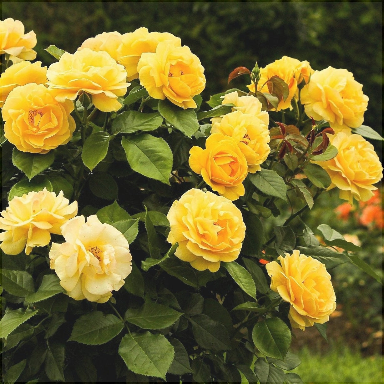 Trandafir Urcator "Golden Showers", Galben, la Ghiveci 3L, Anul 2, 1 Bucata