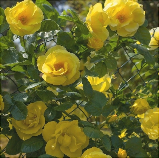 Trandafir Urcator "Happiness", la Ghiveci 3L, Anul 2, 1 Bucata