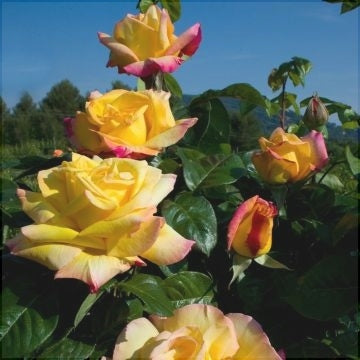 Trandafir Urcator "Happiness", la Ghiveci 3L, Anul 2, 1 Bucata