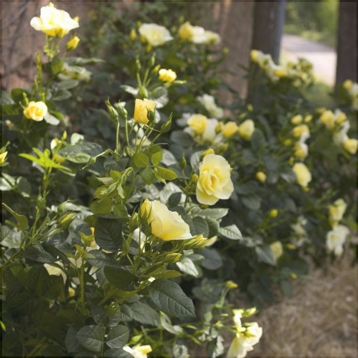 Trandafir Urcator "Happiness", la Ghiveci 3L, Anul 2, 1 Bucata