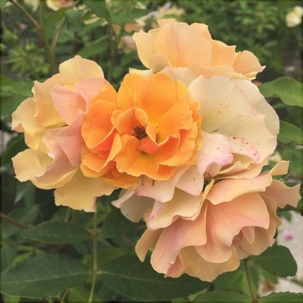 Trandafir Urcator "Happy Dance", la Ghiveci 3L, Anul 2, 1 Bucata