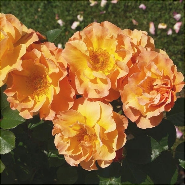 Trandafir Urcator "Happy Dance", la Ghiveci 3L, Anul 2, 1 Bucata