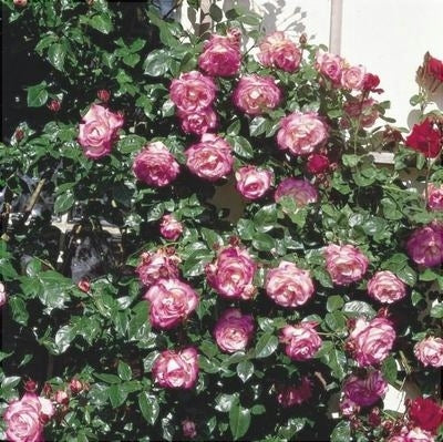 Trandafir Urcator "Harlekin", la Ghiveci 3L, Anul 2, 1 Bucata