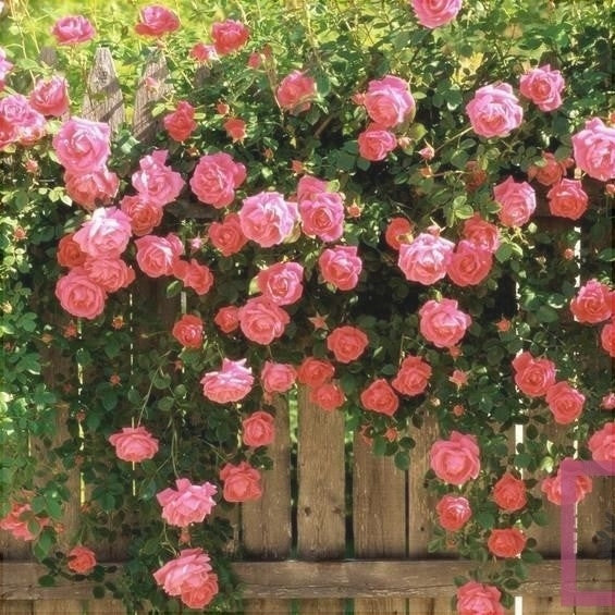 Trandafir Urcator "Harlekin", la Ghiveci 3L, Anul 2, 1 Bucata