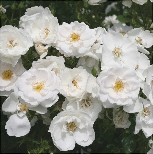 Trandafir Urcator "Hella", la Ghiveci 3L, Anul 2, 1 Bucata