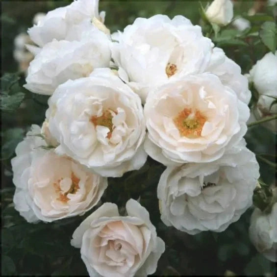 Trandafir Urcator "Hella", la Ghiveci 3L, Anul 2, 1 Bucata