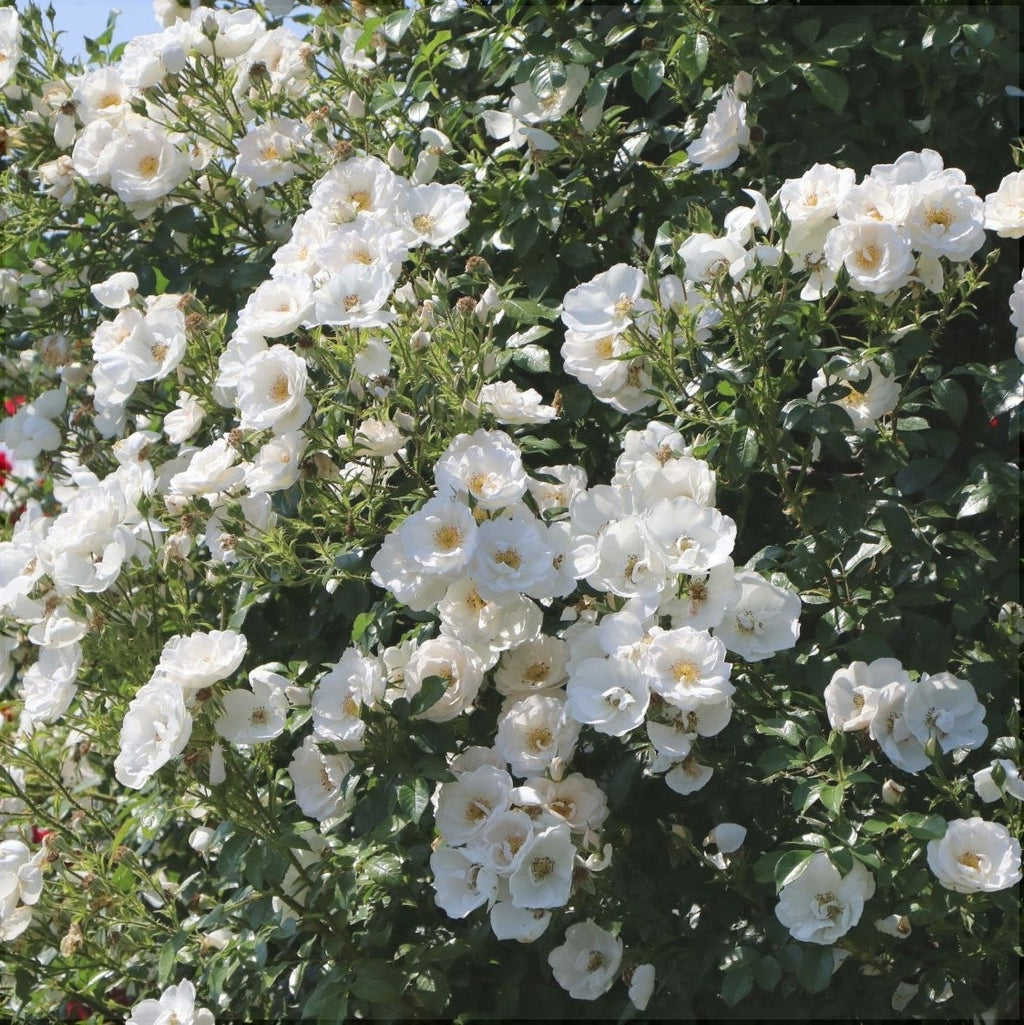 Trandafir Urcator "Hella", la Ghiveci 3L, Anul 2, 1 Bucata