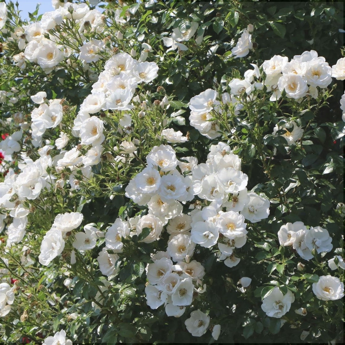 Trandafir Urcator "Hella", la Ghiveci 3L, Anul 2, 1 Bucata