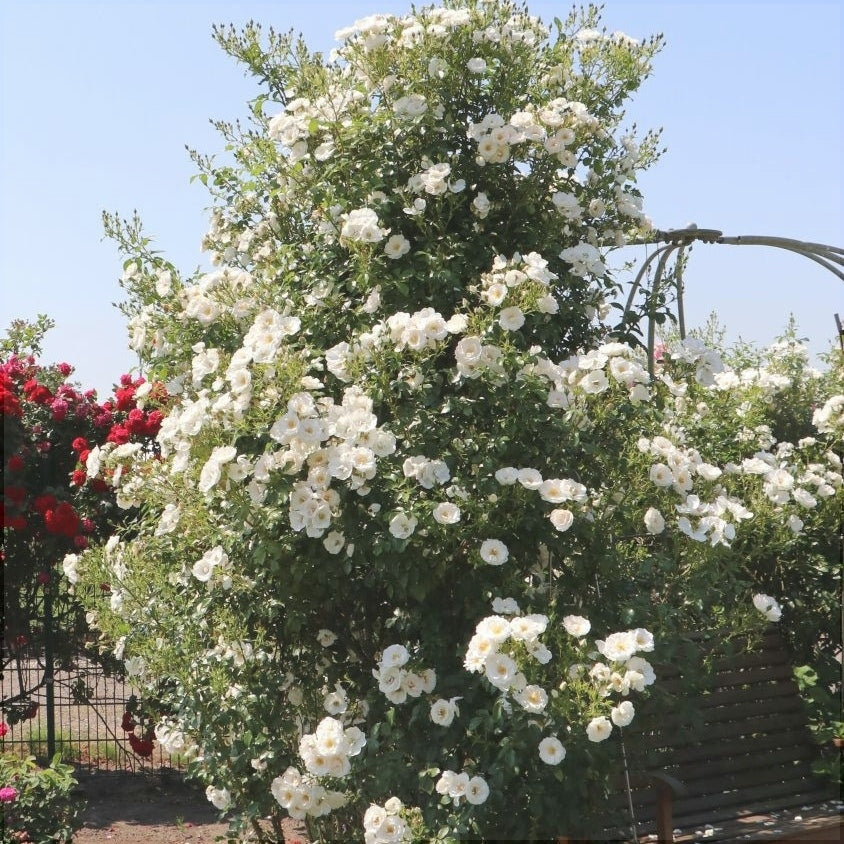 Trandafir Urcator "Hella", la Ghiveci 3L, Anul 2, 1 Bucata