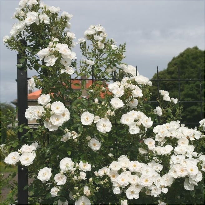 Trandafir Urcator "Hella", la Ghiveci 3L, Anul 2, 1 Bucata