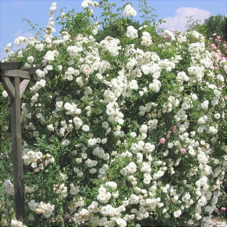 Trandafir Urcator "Iceberg", la Ghiveci 3L, Anul 2, 1 Bucata