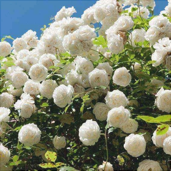 Trandafir Urcator "Iceberg", la Ghiveci 3L, Anul 2, 1 Bucata