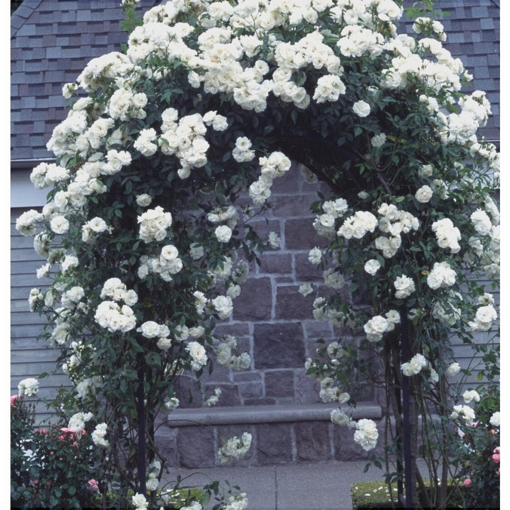 Trandafir Urcator "Iceberg", la Ghiveci 3L, Anul 2, 1 Bucata