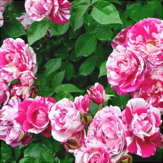 Trandafir Urcator "Ines Sastre", la Ghiveci 3L, Anul 2, 1 Bucata