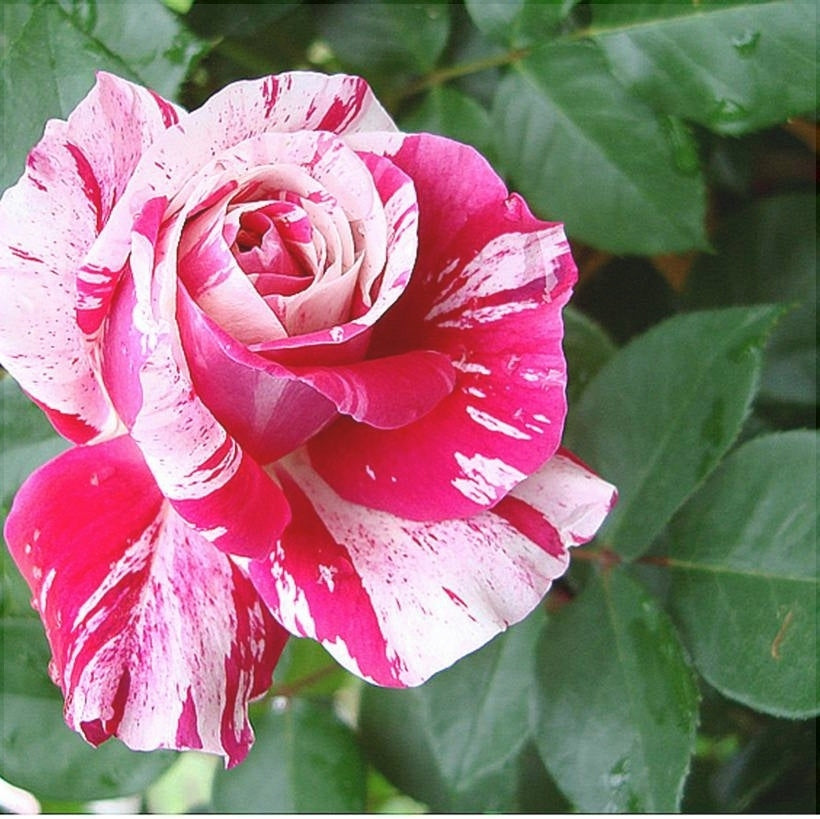 Trandafir Urcator "Ines Sastre", la Ghiveci 3L, Anul 2, 1 Bucata