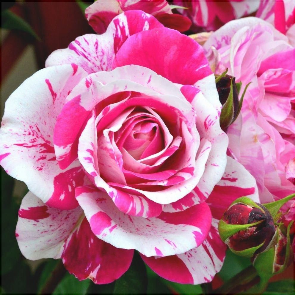 Trandafir Urcator "Ines Sastre", la Ghiveci 3L, Anul 2, 1 Bucata