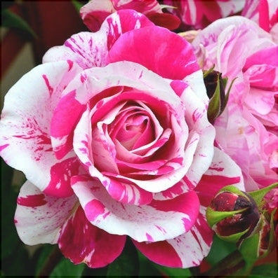 Trandafir Urcator "Ines Sastre", la Ghiveci 3L, Anul 2, 1 Bucata