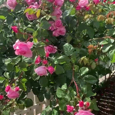 Trandafir Urcator "Kiss me Kate", la Ghiveci 3L, Anul 2, 1 Bucata