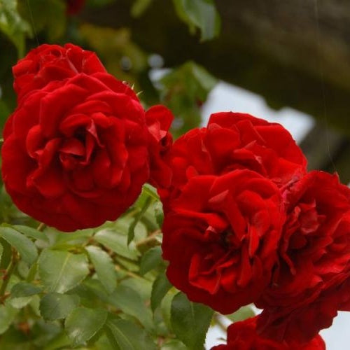 Trandafir Urcator "Kletterrose Amadeus-Klettermaxe", la Ghiveci de 6L, Anul 4, 1 Bucata