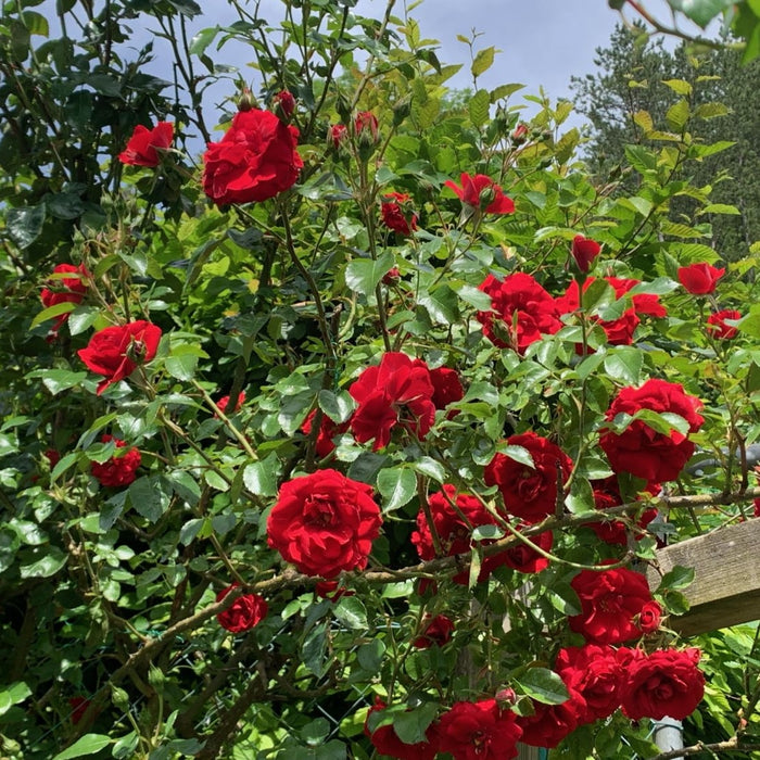 Trandafir Urcator "Kletterrose Amadeus-Klettermaxe", la Ghiveci de 6L, Anul 4, 1 Bucata