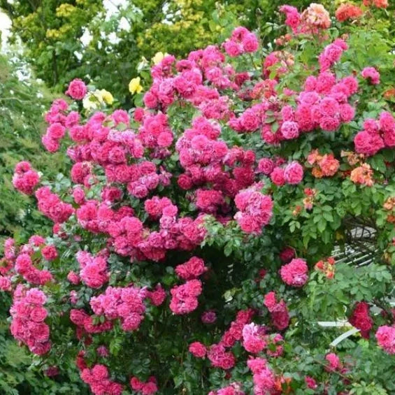 Trandafir Urcator "Laguna", la Ghiveci 3L, Anul 2, 1 Bucata