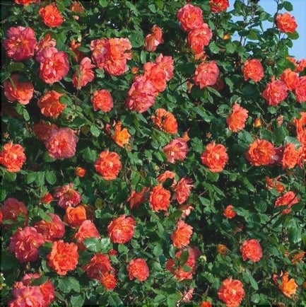 Trandafir Urcator "Lea Massari", la Ghiveci 3L, Anul 2, 1 Bucata