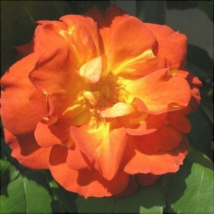 Trandafir Urcator "Lea Massari", la Ghiveci 3L, Anul 2, 1 Bucata