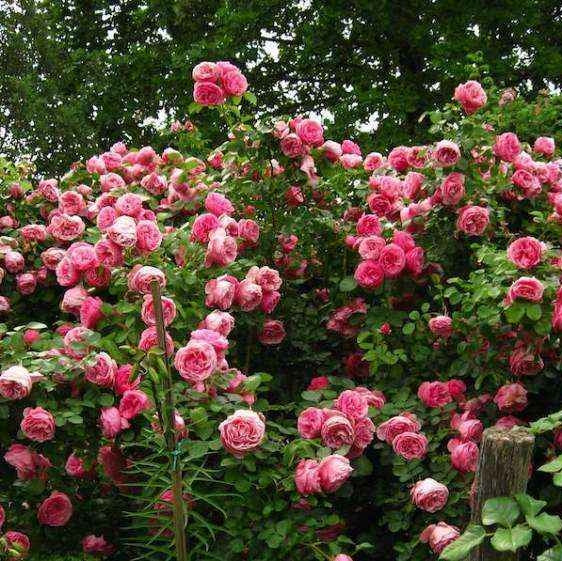 Trandafir Urcator "Leonardo da Vinci", la Ghiveci 3L, Anul 2, 1 Bucata