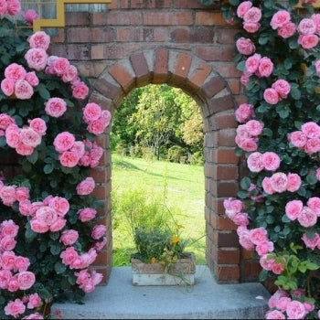 Trandafir Urcator "Leonardo da Vinci", la Ghiveci 3L, Anul 2, 1 Bucata