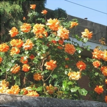 Trandafir Urcator "Louis de Funes", la Ghiveci 3L, Anul 2, 1 Bucata