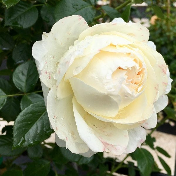 Trandafir Urcator "Mon Jardin Et Ma Maison-Meilland", la Ghiveci de 6L, Anul 4, 1 Bucata