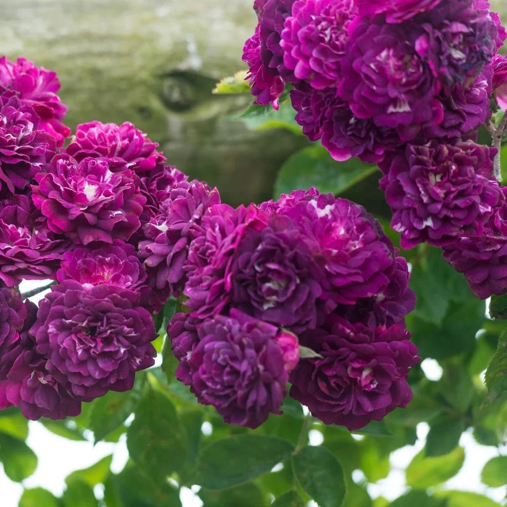 Trandafir Urcător "Mov Parfumat", la Ghiveci 3L, Anul 2, 1 Bucată