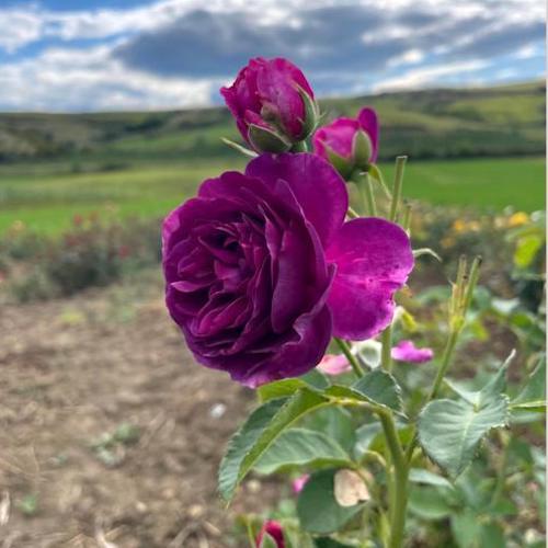 Trandafir Urcator "Mov Parfumat", la Ghiveci 3L, Anul 2, 1 Bucata