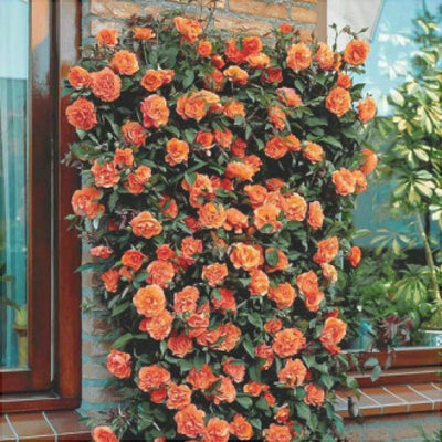 Trandafir Urcător „Orange” la Ghiveci – trandafir | Regatul Plantelor