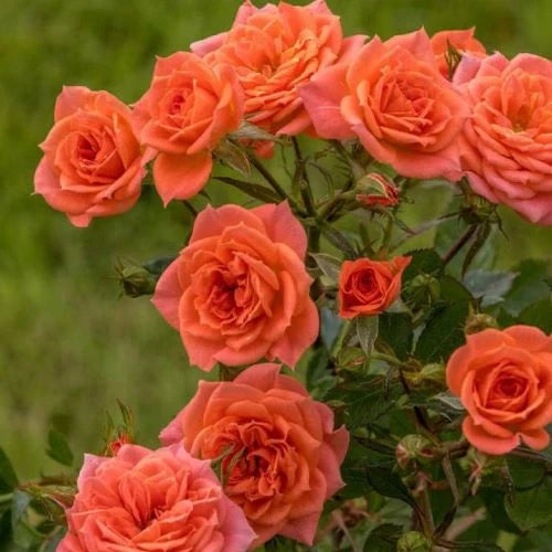 Trandafir Urcător, Portocaliu, la Ghiveci 3L, Anul 2, 1 Bucată